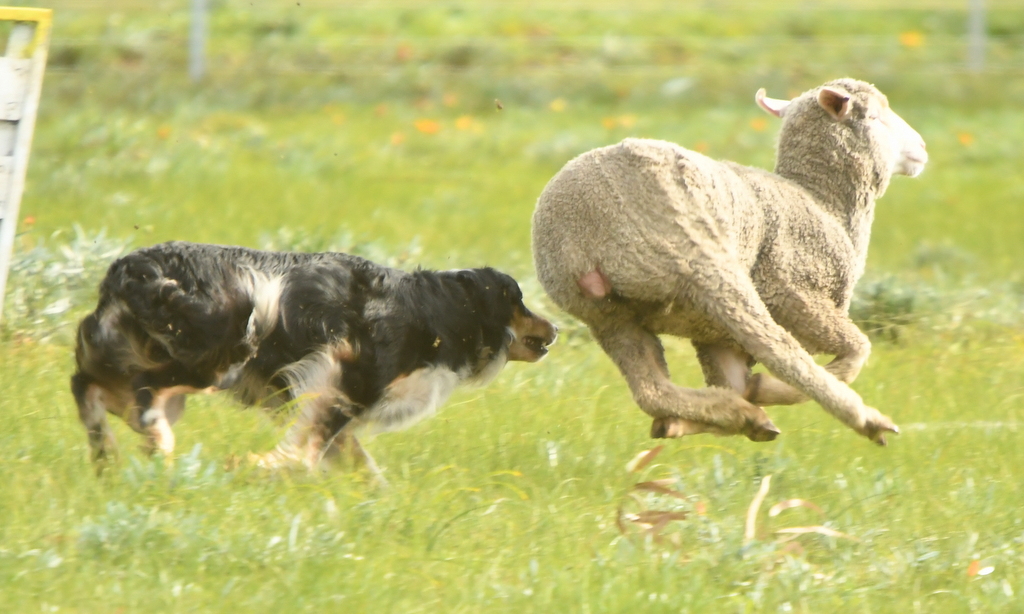 Pingelly Sheepdog Trial