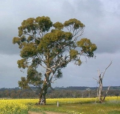 Image: Tree in the Canola